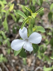Barleria quadriloba