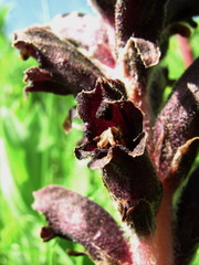 Orobanche gamosepala