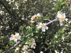 Peraphyllum ramosissimum