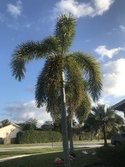 Pseudophoenix sargentii