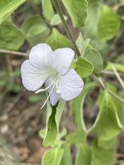 Barleria matopensis