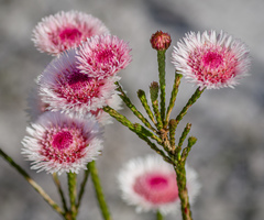 Actinodium cunninghamii