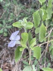 Barleria matopensis