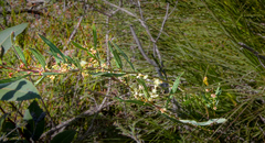Acacia subcaerulea