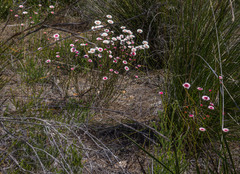 Actinodium cunninghamii