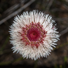 Actinodium cunninghamii