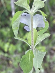 Barleria matopensis