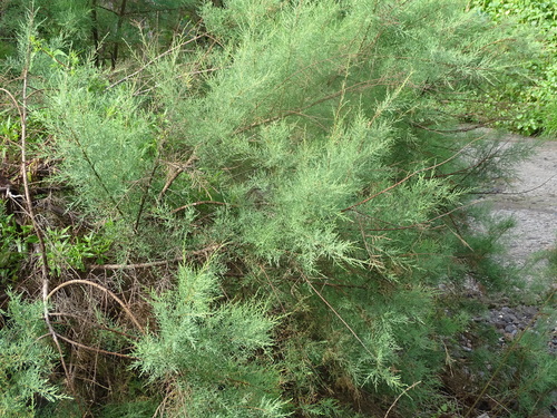 Image of Tamarix canariensis by (c) Christian Berg, some rights reserved (CC BY)