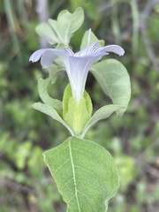 Barleria matopensis