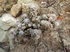 Anacampseros filamentosa