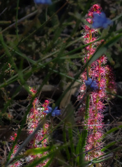 Drosera platypoda