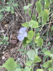 Barleria matopensis