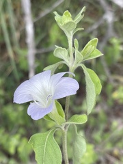 Barleria matopensis