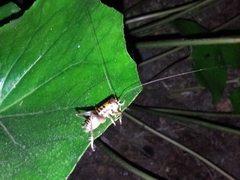 Hemiandrus pallitarsis