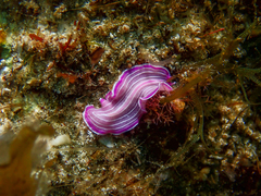 Prostheceraeus roseus