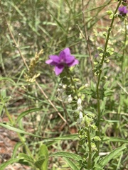 Syncolostemon bracteosus