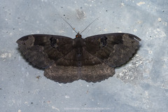 Erebus caprimulgus