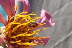 Arthrobrachus nigromaculatus