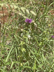 Syncolostemon bracteosus