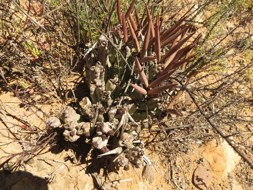 Ceropegia ramosa