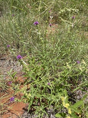 Syncolostemon bracteosus