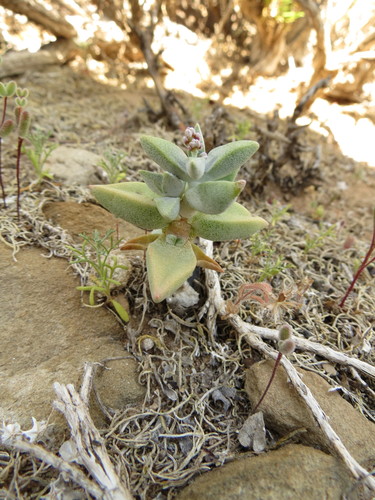 Crassula deltoidea