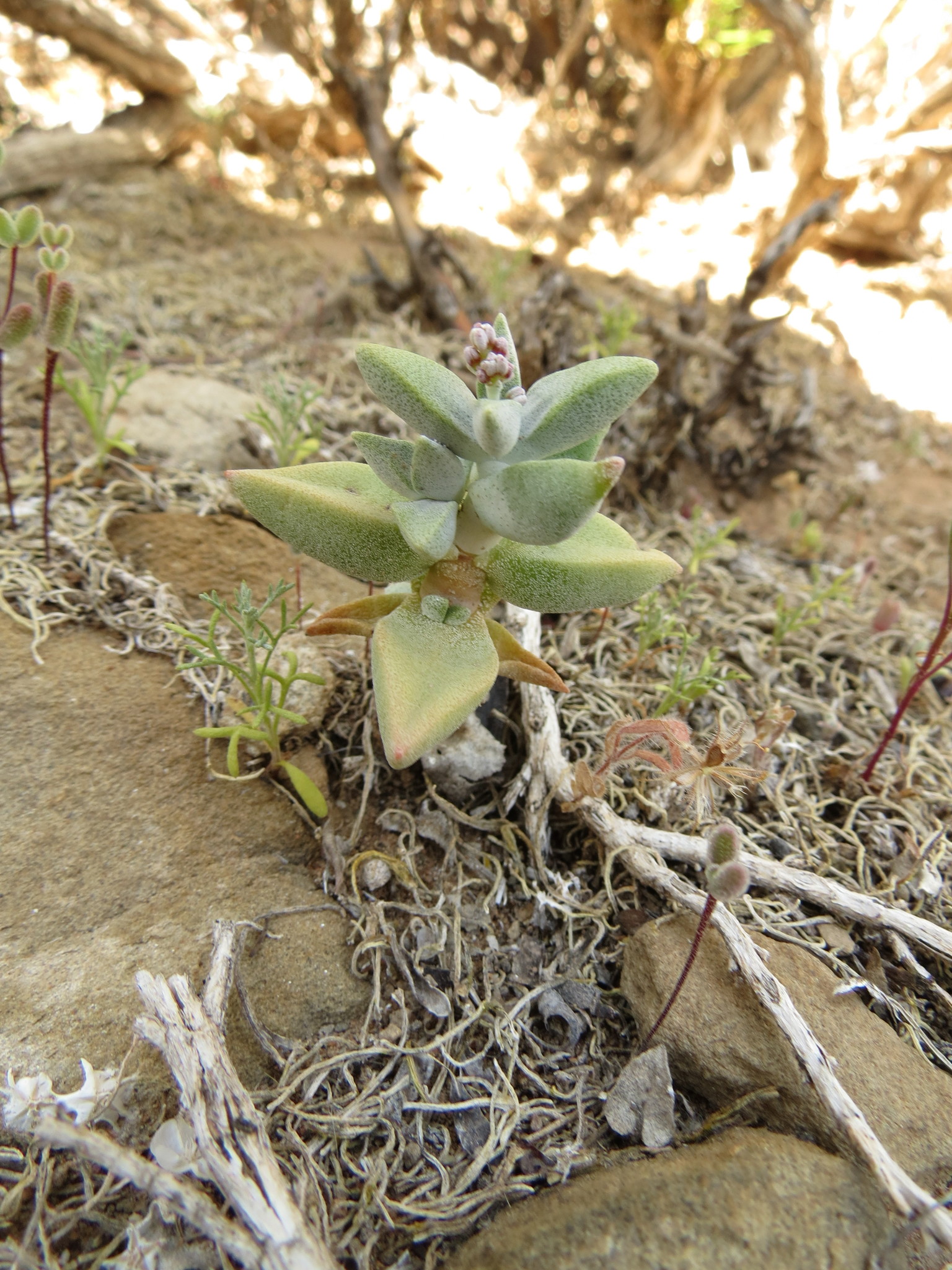 Crassula deltoidea