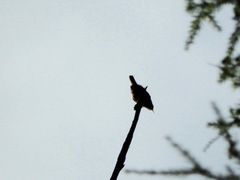 Troglodytes pacificus