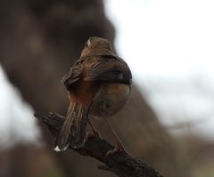 Cercotrichas quadrivirgata