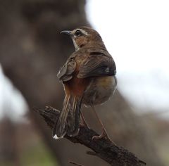 Cercotrichas quadrivirgata