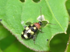 Phenrica austriaca