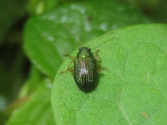 Colaspis lebasi