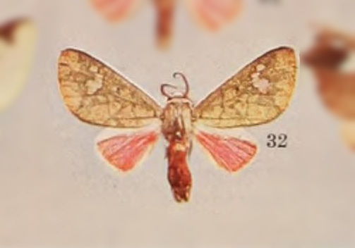 Zatrephes variegata