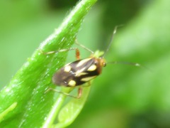 Horciasinus neotropicalis