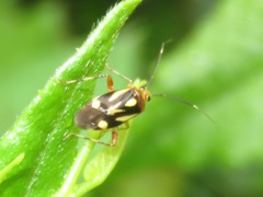 Horciasinus neotropicalis