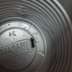 Camponotus arboreus