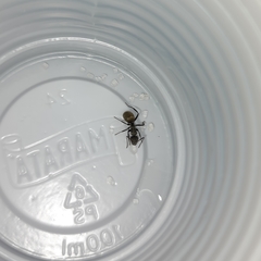 Camponotus arboreus