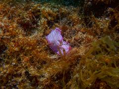 Prostheceraeus roseus