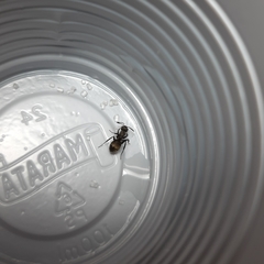 Camponotus arboreus