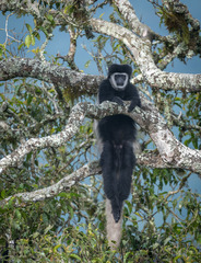Colobus caudatus