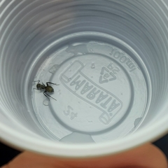Camponotus arboreus