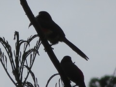 Pteroglossus castanotis