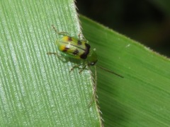 Diabrotica minuta