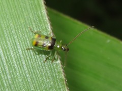 Diabrotica minuta