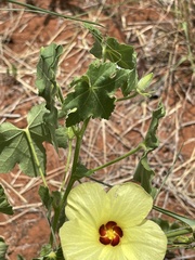 Hibiscus schinzii