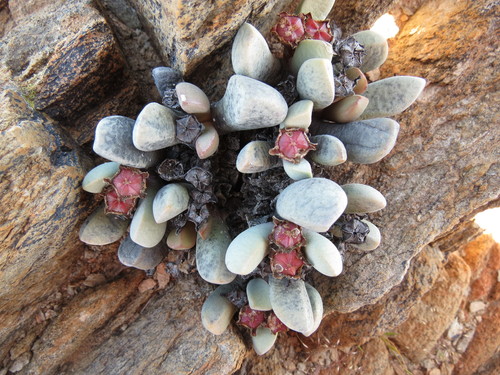 Cerochlamys pachyphylla, photograph 4