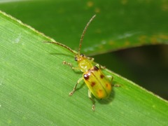 Diabrotica minuta