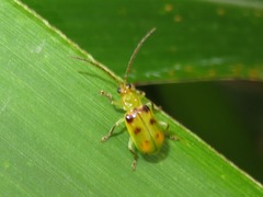 Diabrotica minuta