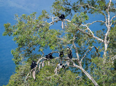 Colobus caudatus