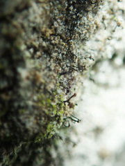 Chaenotheca trichialis